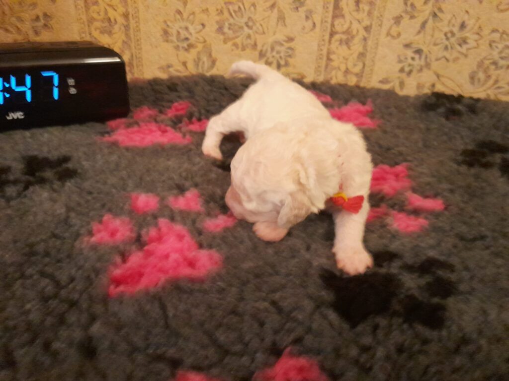 aksa bichon frise 321g